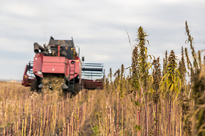 2018 Farm Bill Ushers In New Era of Industrial Hemp Cultivation and Regulation